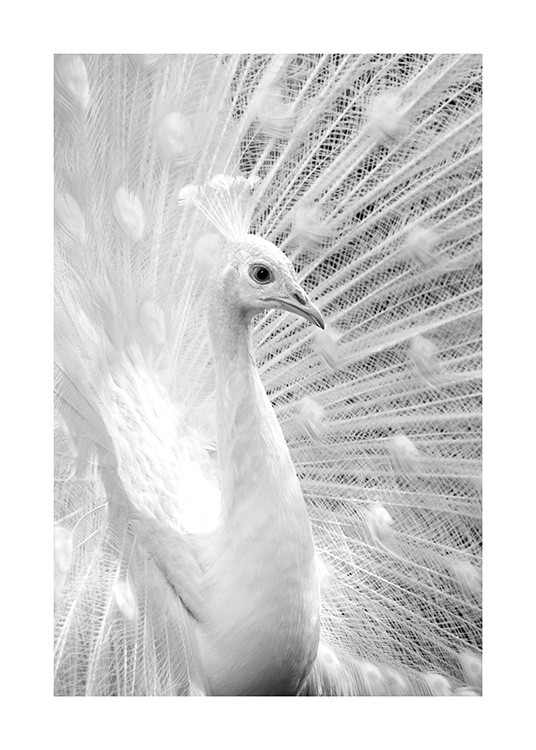 Fotografi i svartvitt med vit påfågel