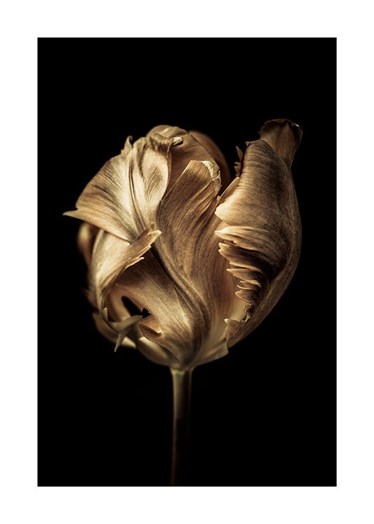  - Fotografi av tulpan täckt med guldfärg mot svart bakgrund