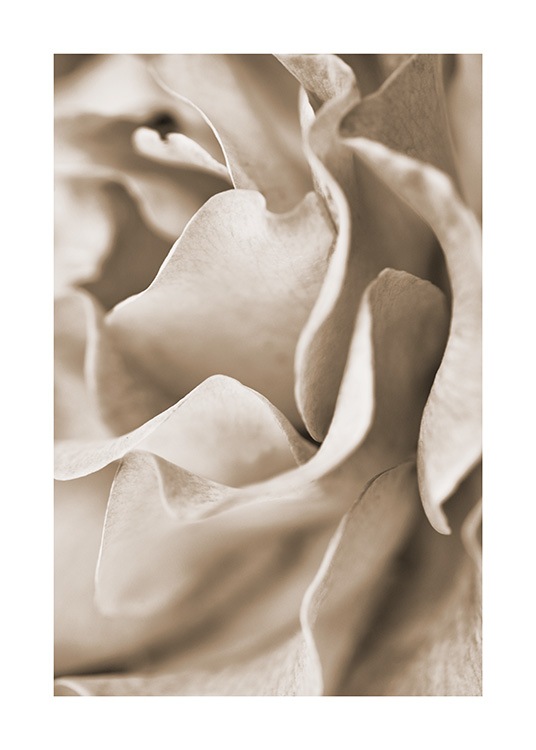  - Närbild på en ros med beige kronblad