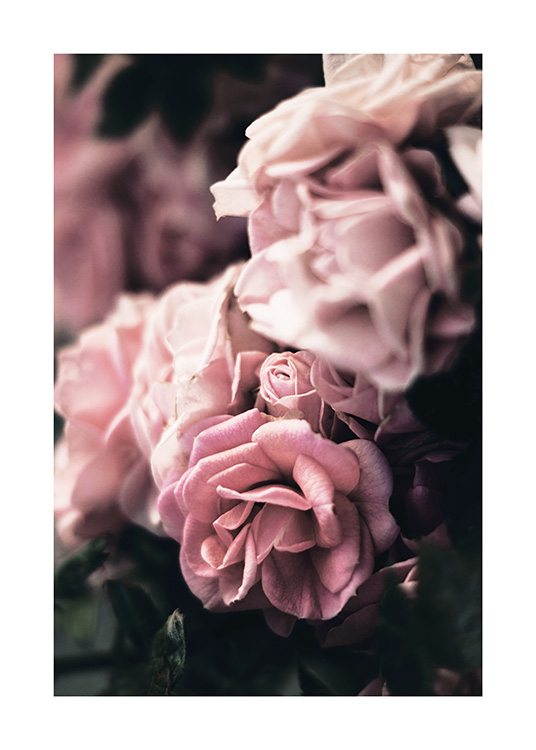  - Närbild av en grupp rosa rosor med en suddig bakgrund och en blomma i fokus
