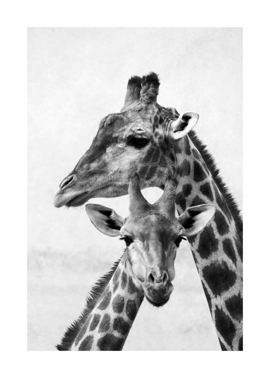  - Svartvitt fotografi av baby och mamma giraff som håller huvudena mot varandra