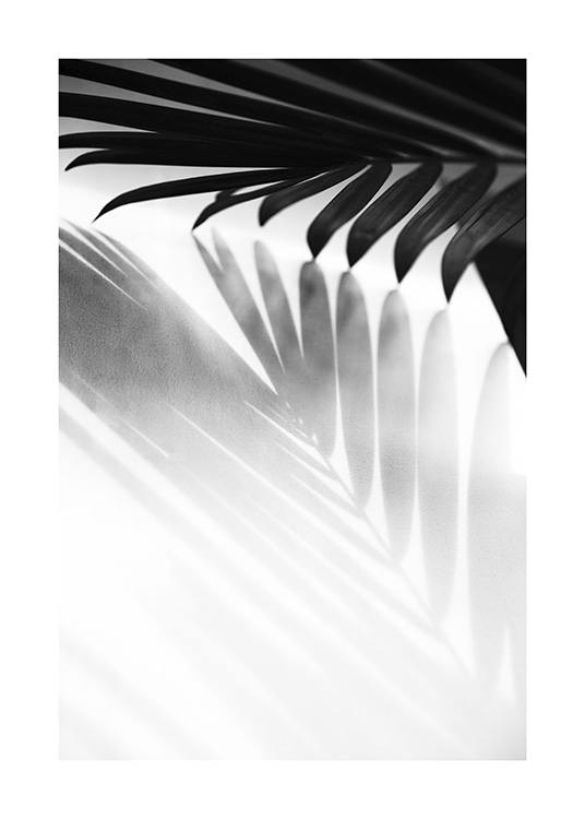  - Svartvitt fotografi av palmbladsskuggor