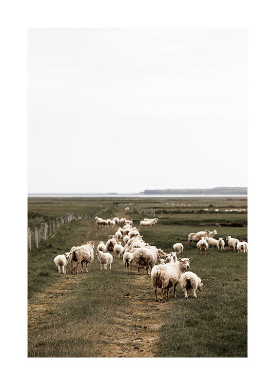  - Fotografi av en stor fårflock som går i grönt landskap på Island