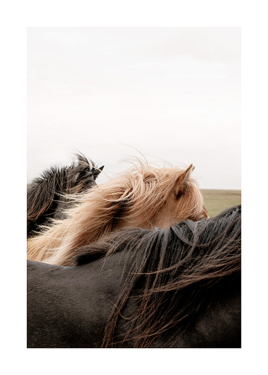 - Fotografi från Island av bruna hästar stående tillsammans