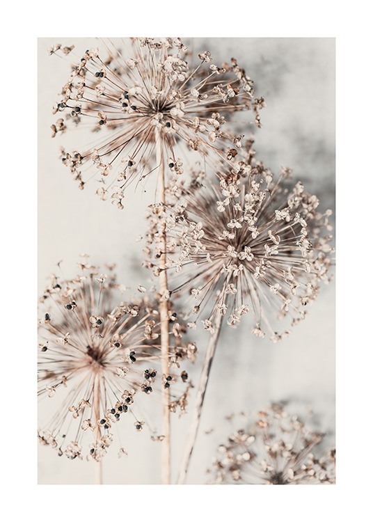 Autumn Allium Poster