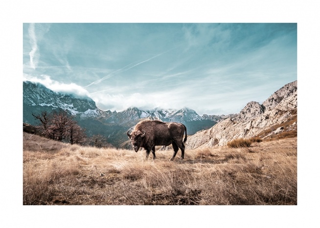 - Naturfoto med en bisonoxe som står på ett fält framför en blå himmel och berg