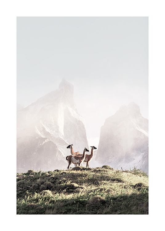 - Naturmotiv med tre guanacor som står intill varandra på en grässluttning med dimmiga berg i bakgrunden