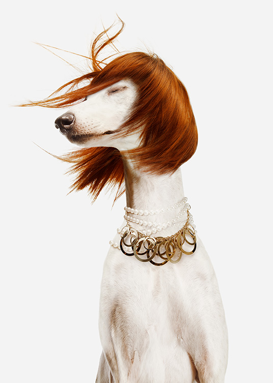 - Foto av en vit hund i röd peruk med stort pärl- och guldhalsband mot en ljus bakgrund