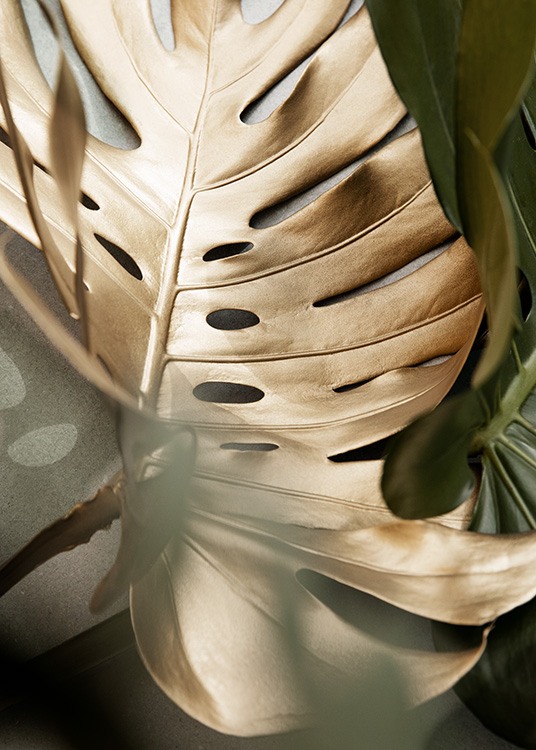 Golden Monstera leaves Poster
