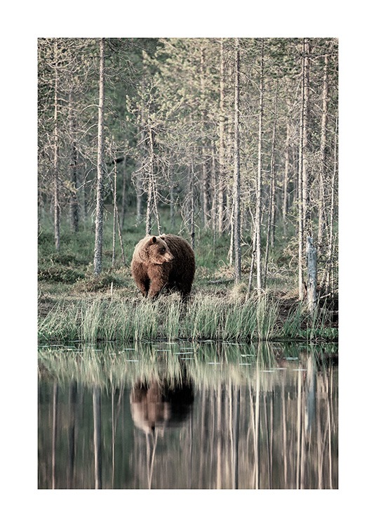 Bear by Lake Poster / Djur hos Desenio AB (13591)