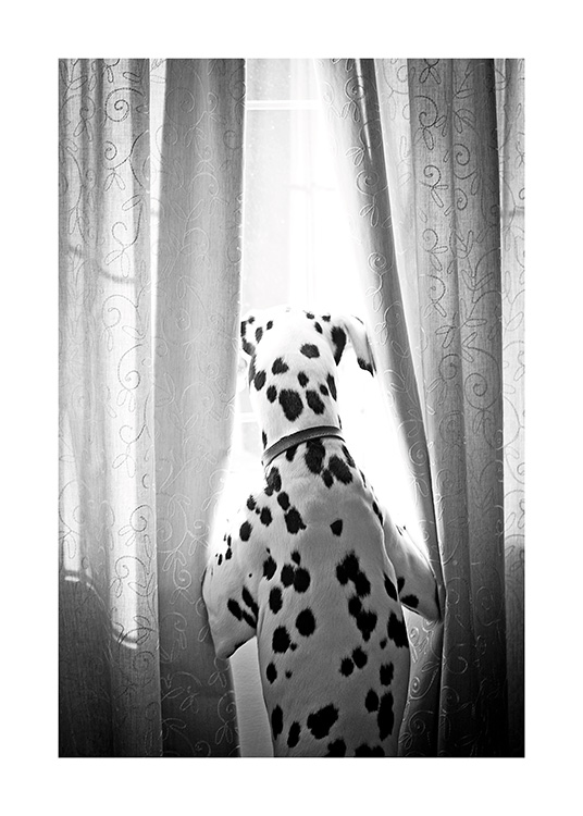 Dog in Window Poster / Husdjur hos Desenio AB (13593)