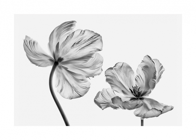Black and White Tulips Poster / Blommor hos Desenio AB (13613)