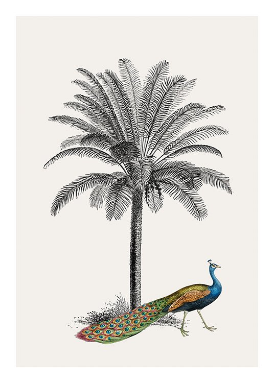 Royal Botanical Peacock Poster / Fåglar hos Desenio AB (13733)