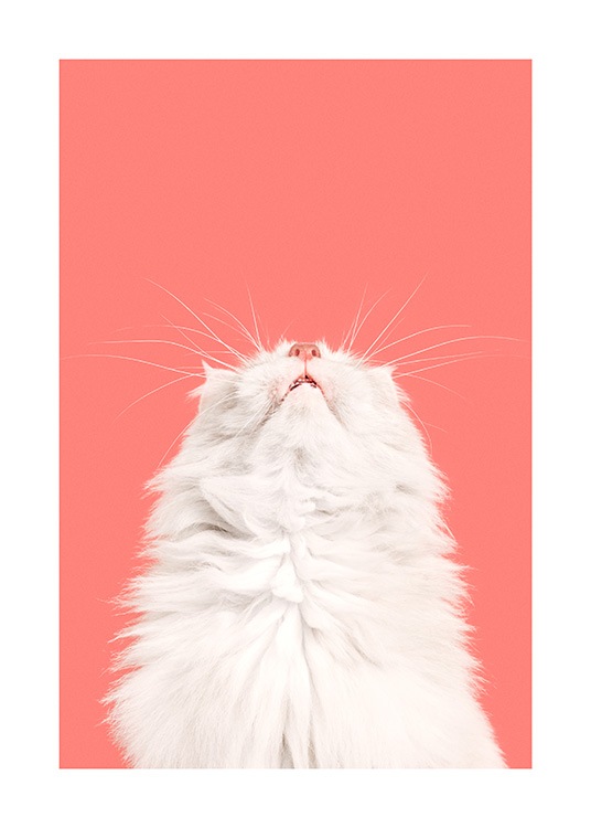 Fluffy Cat Poster / Husdjur hos Desenio AB (13796)