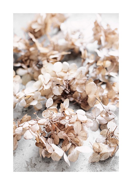 Dried Hydrangea Flowers Poster / Blommor hos Desenio AB (13827)