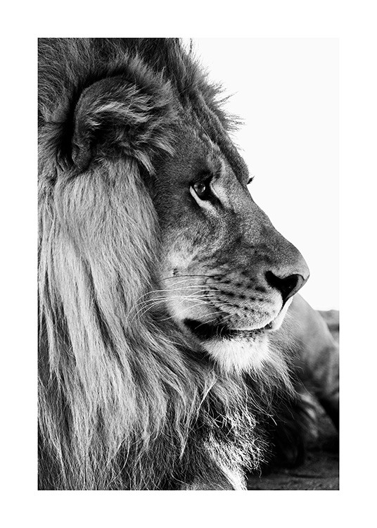 Lion Profile Poster / Lejon hos Desenio AB (13866)