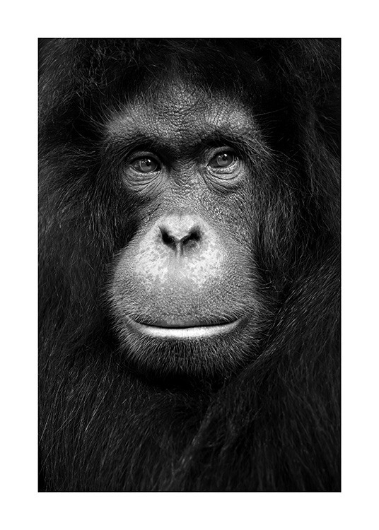 Orangutan Poster / Vilda djur hos Desenio AB (13868)