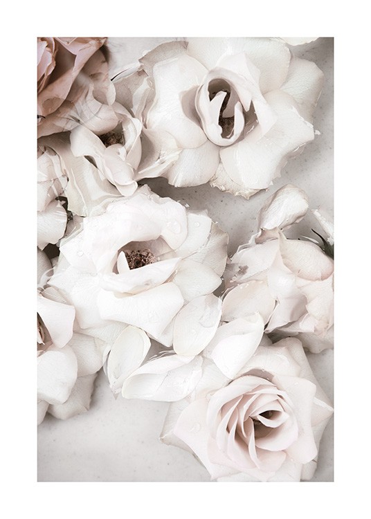 Close up White Roses Poster / Blommor hos Desenio AB (13875)