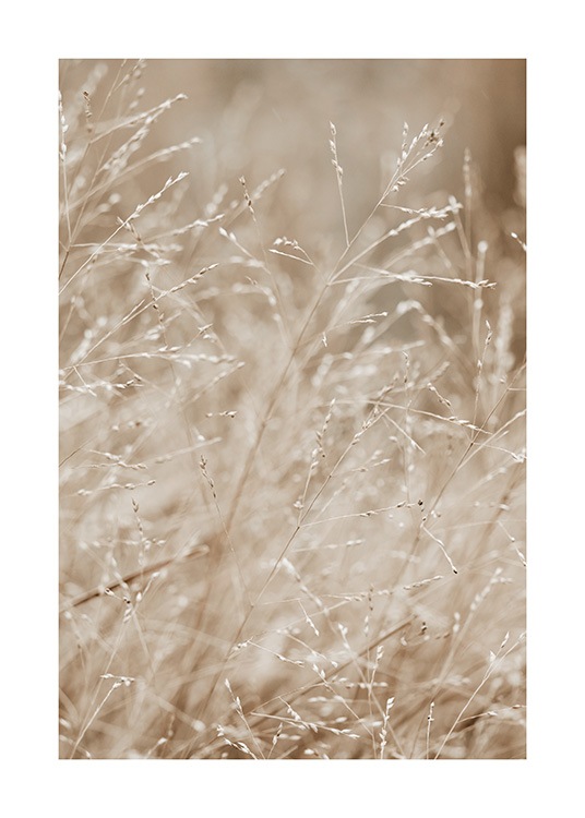  – Fotografi av en äng fylld med beige gräs