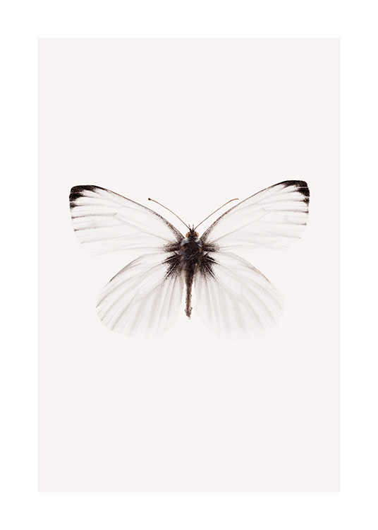  – Foto av en vit fjäril med svarta detaljer på vingarna, mot en ljusbeige bakgrund