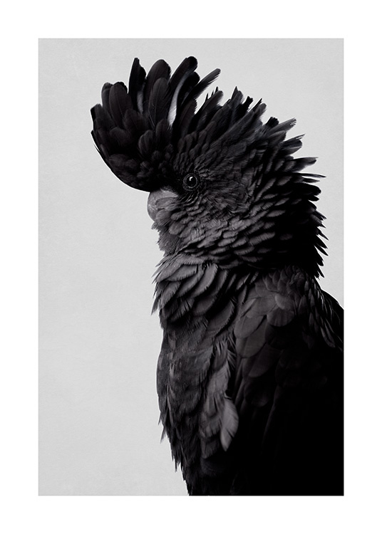 Black Cockatoo Poster