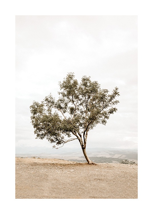  - Fotografi av ett lutande träd som står på en kulle med ett dimmigt landskap i bakgrunden