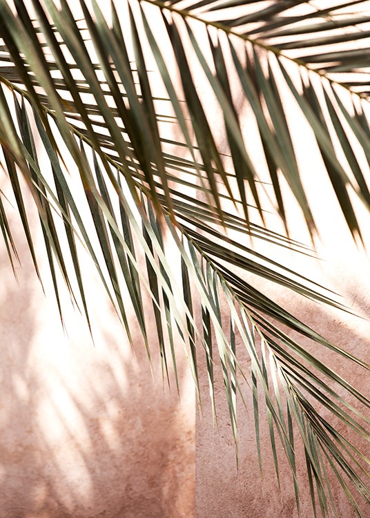 - Närbild av palmblad och skuggor mot en rosa bakgrund