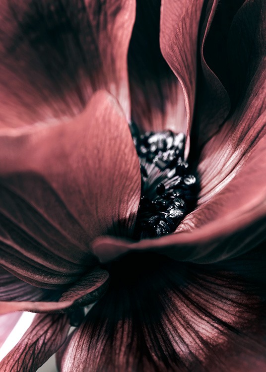  – Närbild av en mörkröd anemon med svart mitt