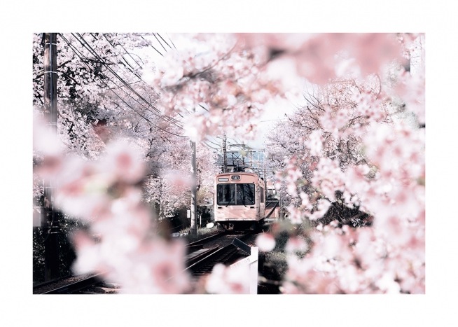  – Fotografi av körsbärsblommor och körsbärsträd som omger en rosa spårvagn