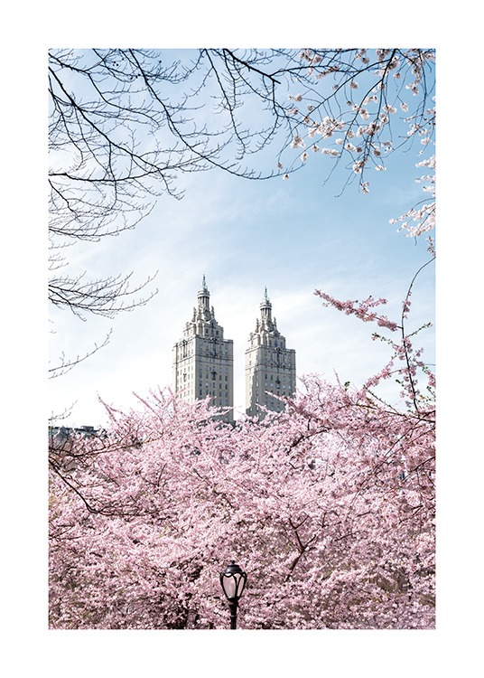  – Fotografi av körsbärsträd framför två torn med en blå himmel bakom