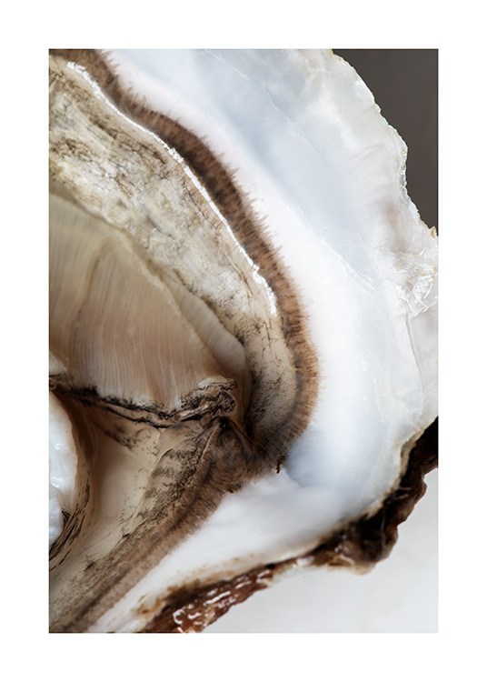  – Fotografi av ett ostrons inre med en brun mitt och vita konturer