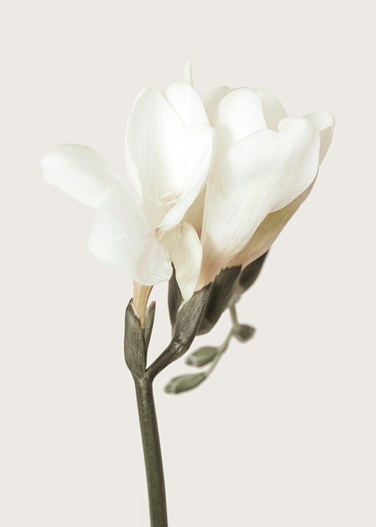  – Fotografi av en vit fresia med vita kronblad en grön stjälk mot en ljusbeige bakgrund