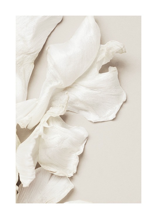  – Fotografi av tulpankronblad i vitt som ligger på en beige bakgrund