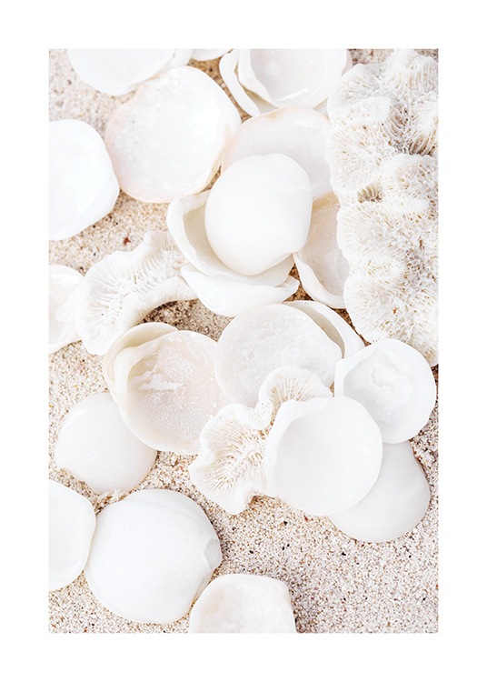  – Fotografi av vita, runda snäckskal och beige koraller med sand bakom