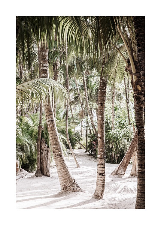  – Fotografi av en skog med palmer som står i sand