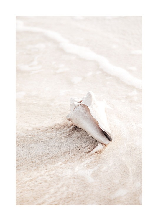  – Fotografi av ett ljusbeige snäckskal i vatten och sand
