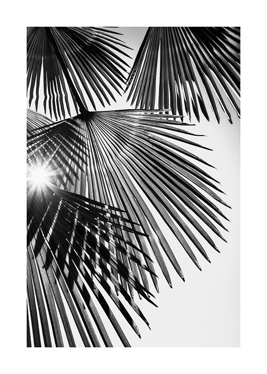  – Svartvitt fotografi med solljus som faller genom solfjäderformade palmblad