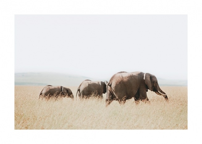  – Fotografi av elefanter som går tillsammans på savannen