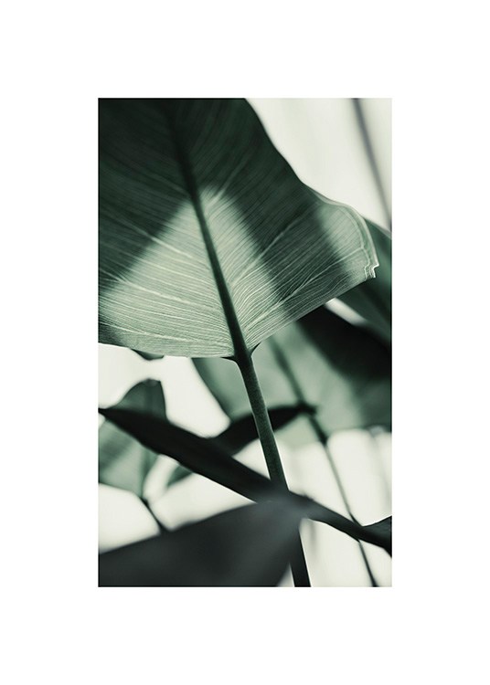  – Fotografi av ett solbelyst, grönt blad med suddiga blad i bakgrunden