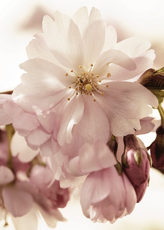  – Fotografi med närbild av körsbärsblommor i rosa
