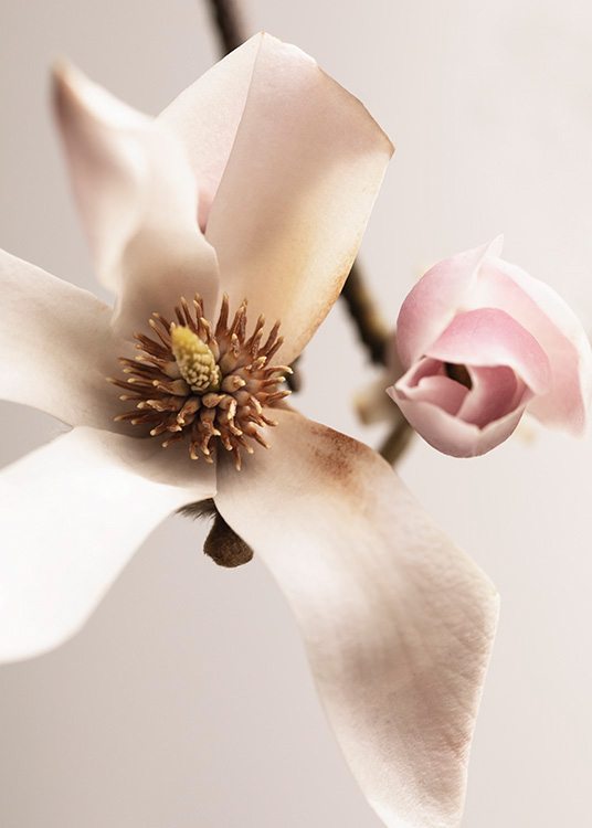  – Fotografi av en vit magnolia i vitt bredvid en rosa magnoliaknopp, mot en ljusrosa bakgrund