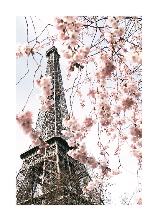 – Fotografi av ett träd med rosa körsbärsblommor framför Eiffeltornet