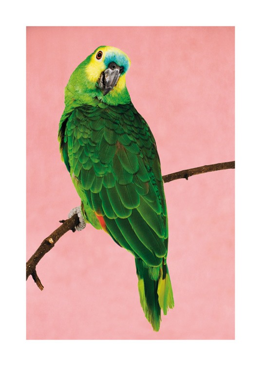  – Fotografi av en grön papegoja med gult och blått huvud som sitter på en gren mot en rosa bakgrund