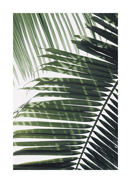 – Fotografi av ett grönt palmblad med ett annat blad i bakgrunden