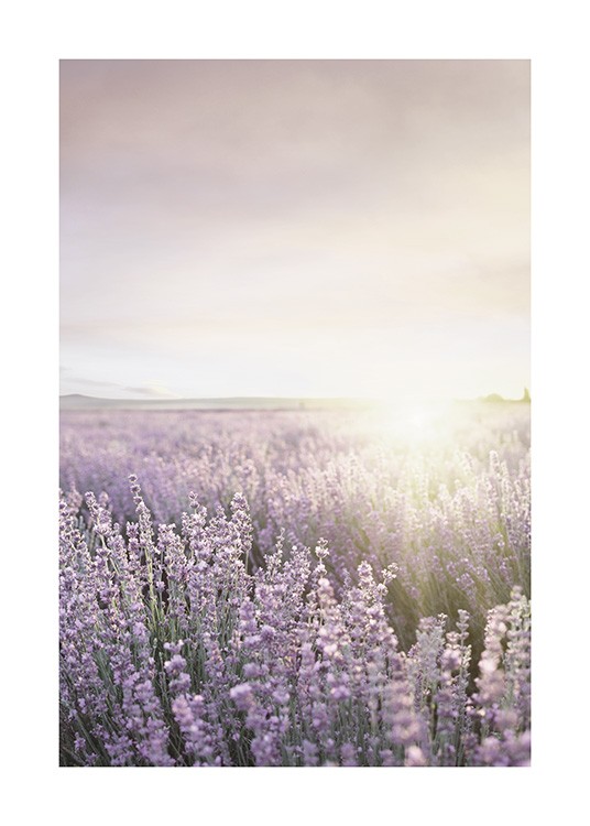  – Fotografi av ett fält fyllt med lila lavendelblommor och solen bakgrunden
