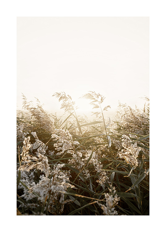  – Fotografi av beige och grönt gräs på ett fält vid solnedgången