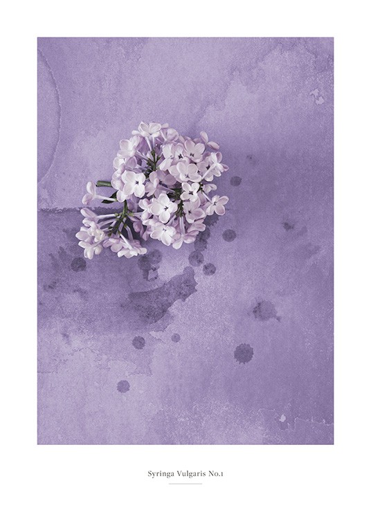  – Fotografi av en syrenblomma i lila mot en lila bakgrund med vattenfläckar