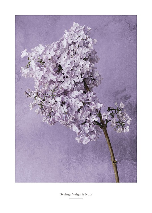  – Fotografi av en syrenblomma i lila på en gren, mot en lila bakgrund med vattenfläckar