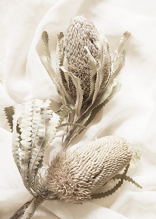  – Fotografi av två torkade blommor i beige, mot ett vitt tyg som bakgrund