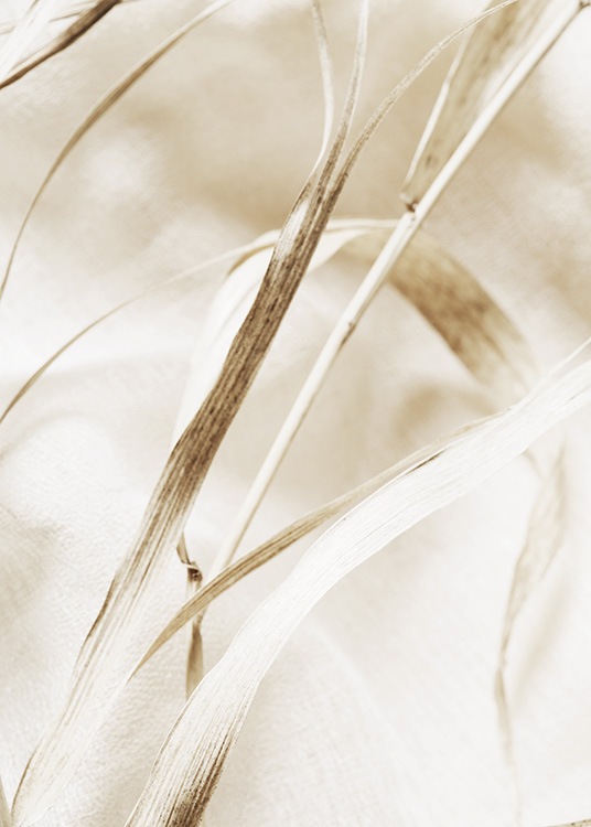  – Fotografi med närbild av ett beige torkat gräsblad